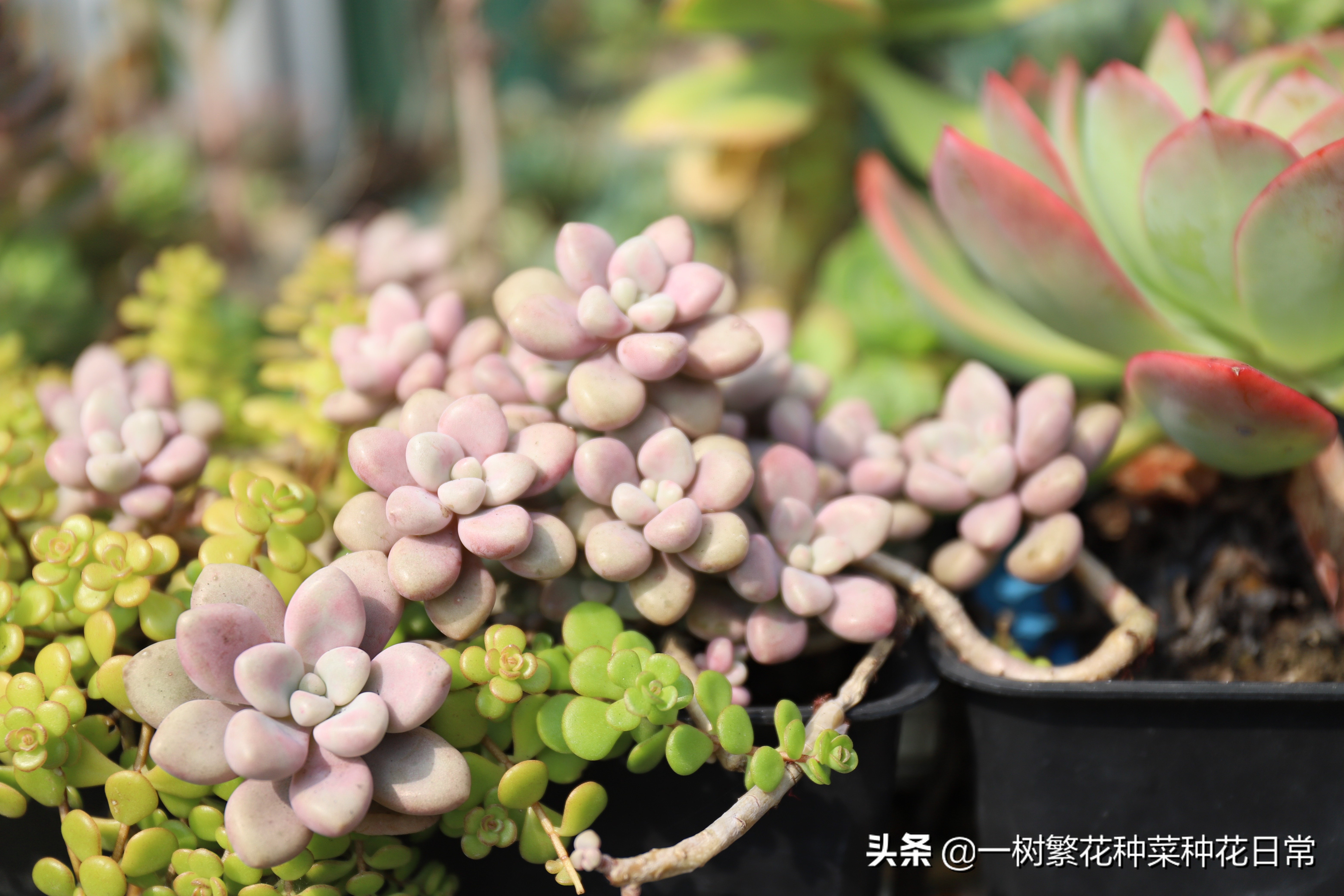 为了家人健康该怎么做,家养花卉如何防治病虫害小妙招