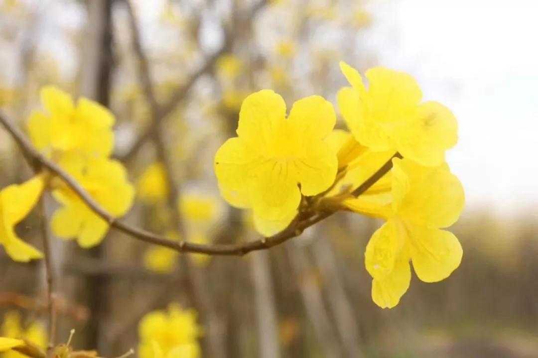 赋词千行，把酒千觥，烟墨流年聊寄仄平中丨薰衣2019诗词集