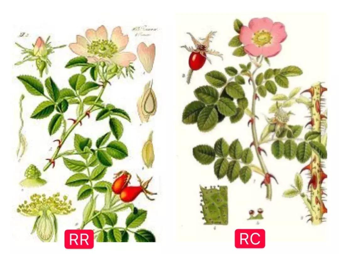 如何使用玫瑰果油让皮肤变白,玫瑰果油美白效果测评