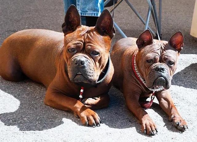 目前现存历史品种最久的狗,全球公认最古老的狗品种