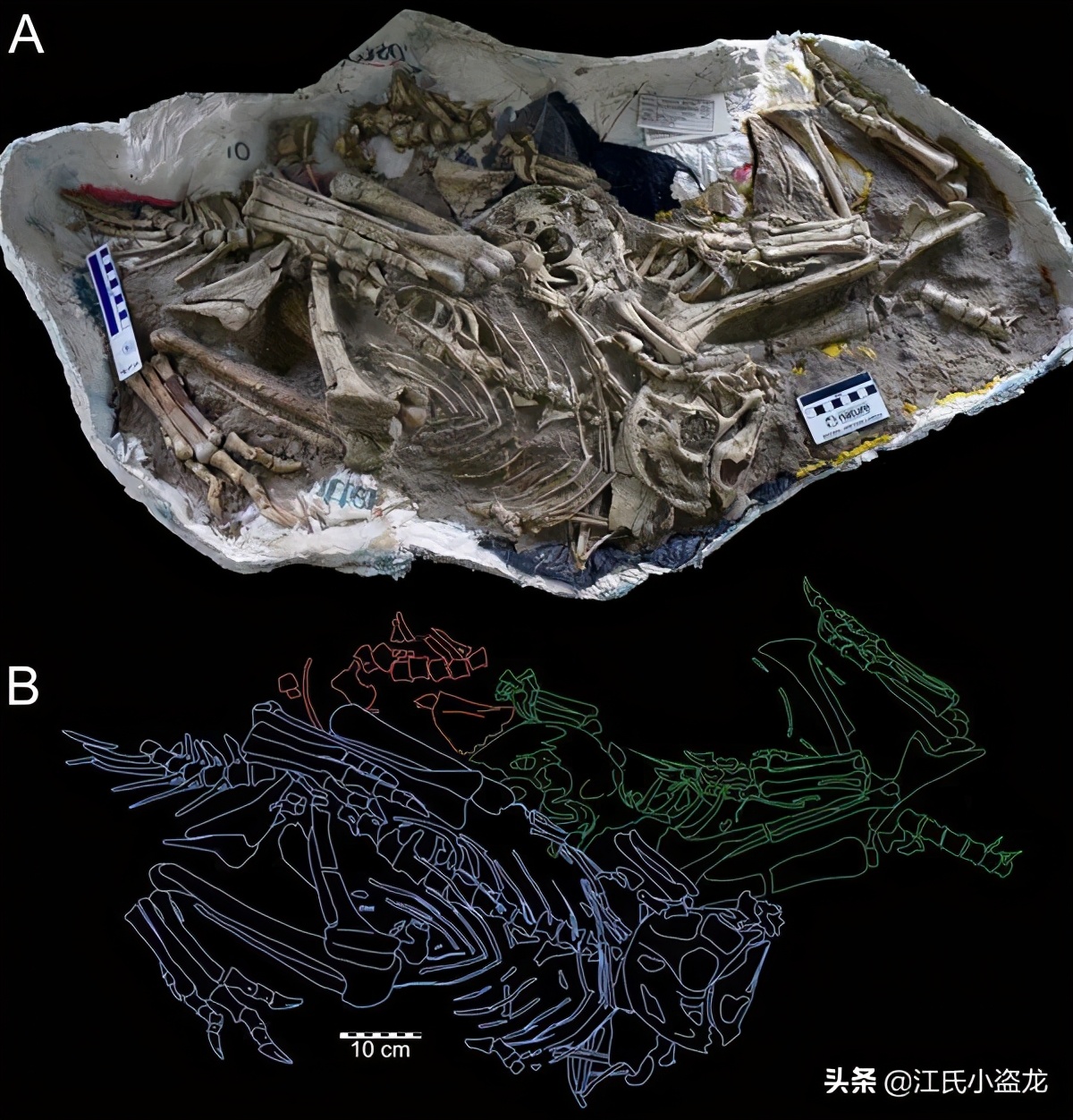 化石带有羽毛的恐龙到底是谁,随着化石而确定恐龙的样子