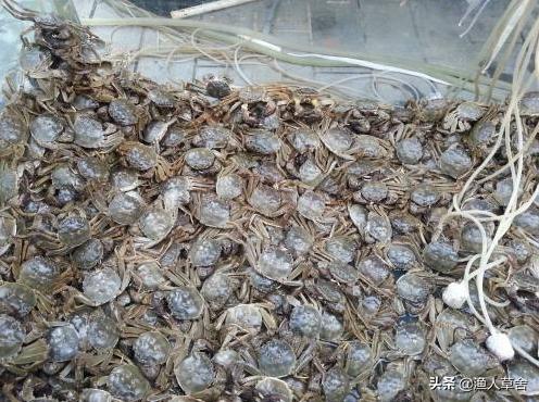 中国地理标志农产品品牌有标识吗,全国农产品地理标志排名