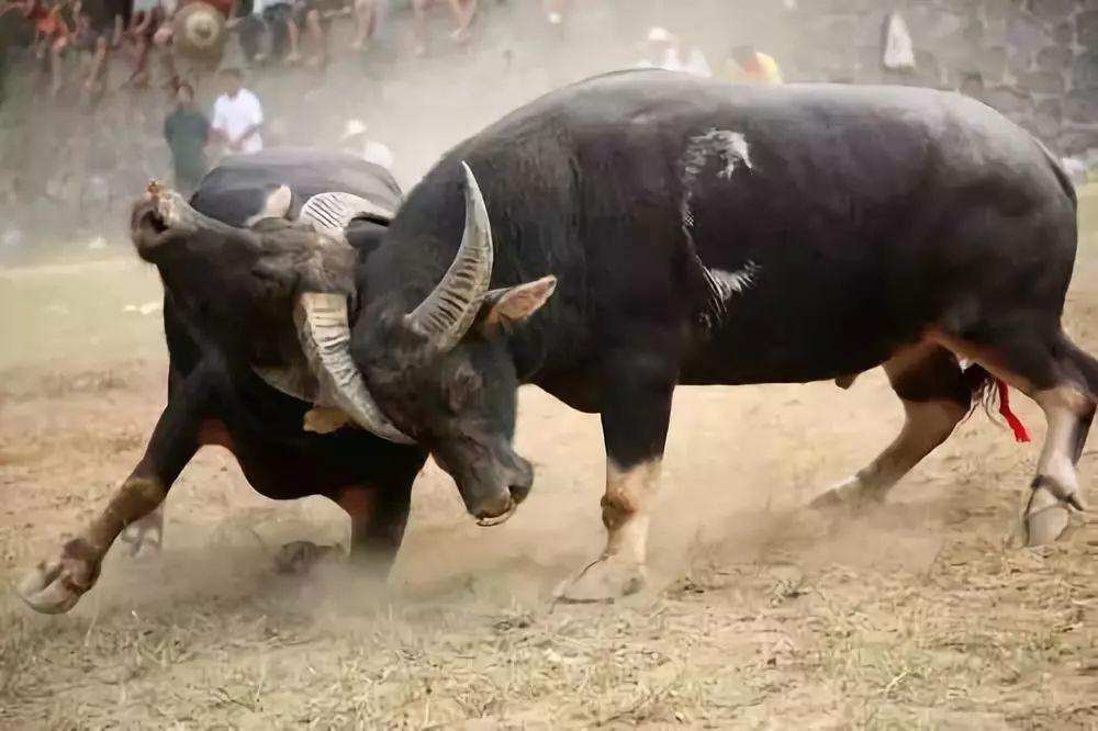 贵州省少数民族特点村寨,贵州小众少数民族旅游地