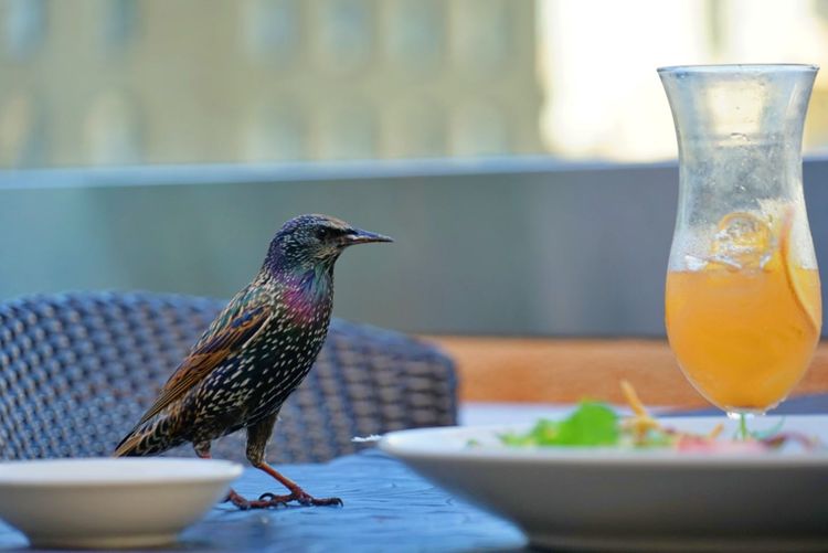 美国德州西部自由行,美国西海岸可以自由航行么