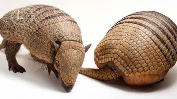 反弹*弹子**、变形、奔跑种交配，犰狳家族还有多少超能力？