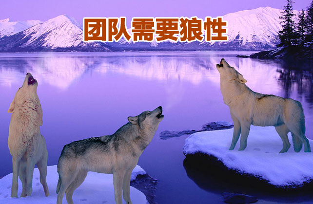 狼的格言看完让你受用终生,狼五十条格言