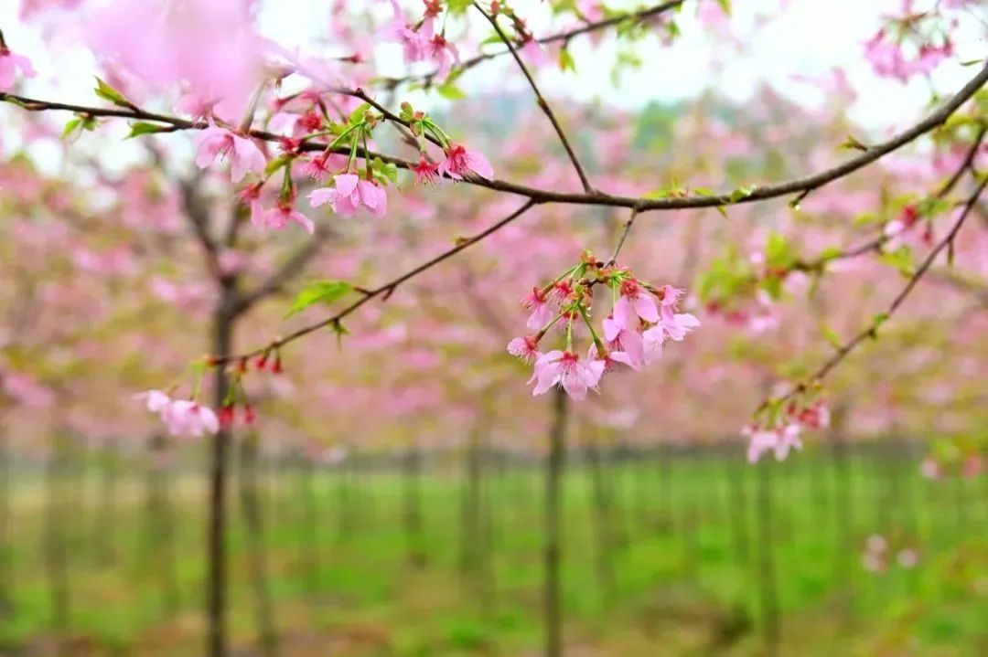 油菜花樱花桃花最受游客关注,春天必打卡的桃花樱花海棠花胜地