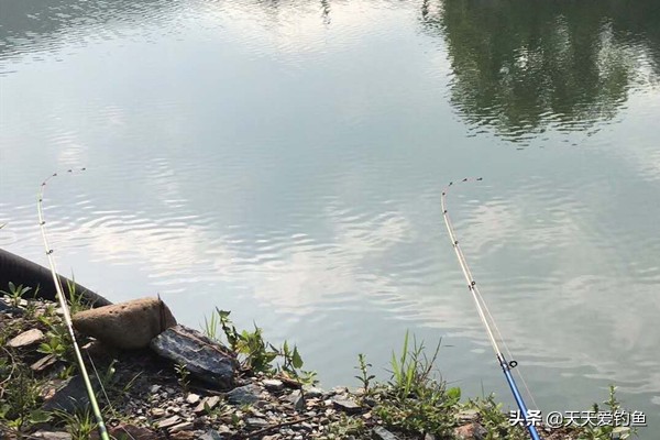 串钩打黄颡鱼用什么饵料,钓黄腊鱼最好用什么串钩