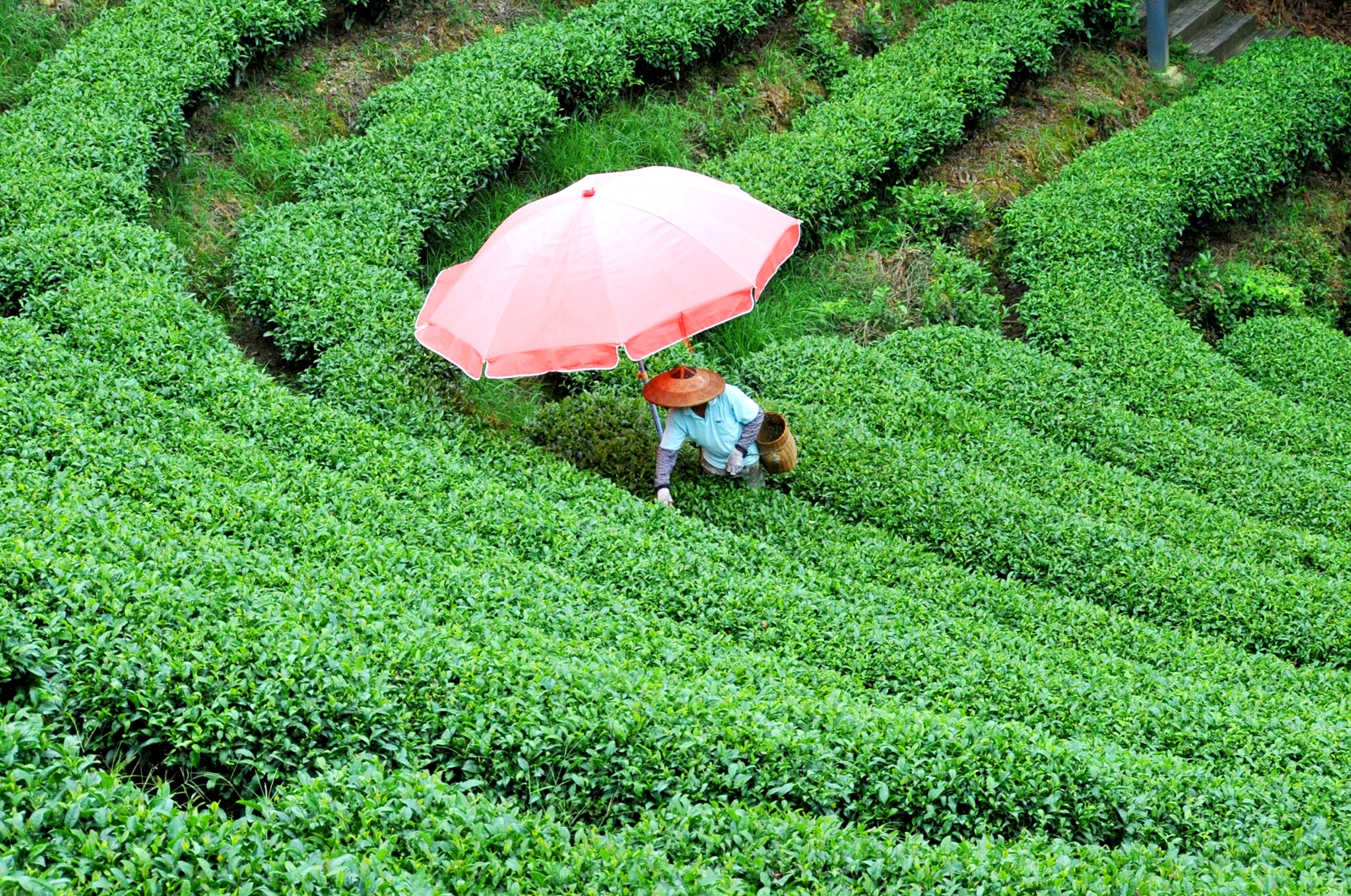 自炒茶叶纯天然,云南茶传统柴火手工炒茶