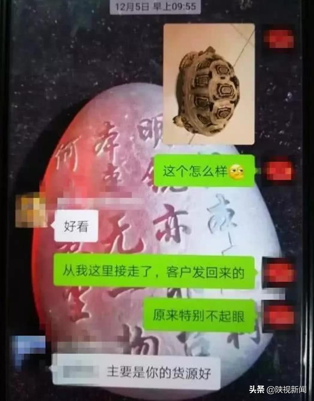 萌宠店的小动物,萌宠店宠物