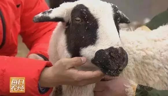 策划案例：好产品卖出高价值？助内蒙古苏尼特羊肉卖出中国最贵羊