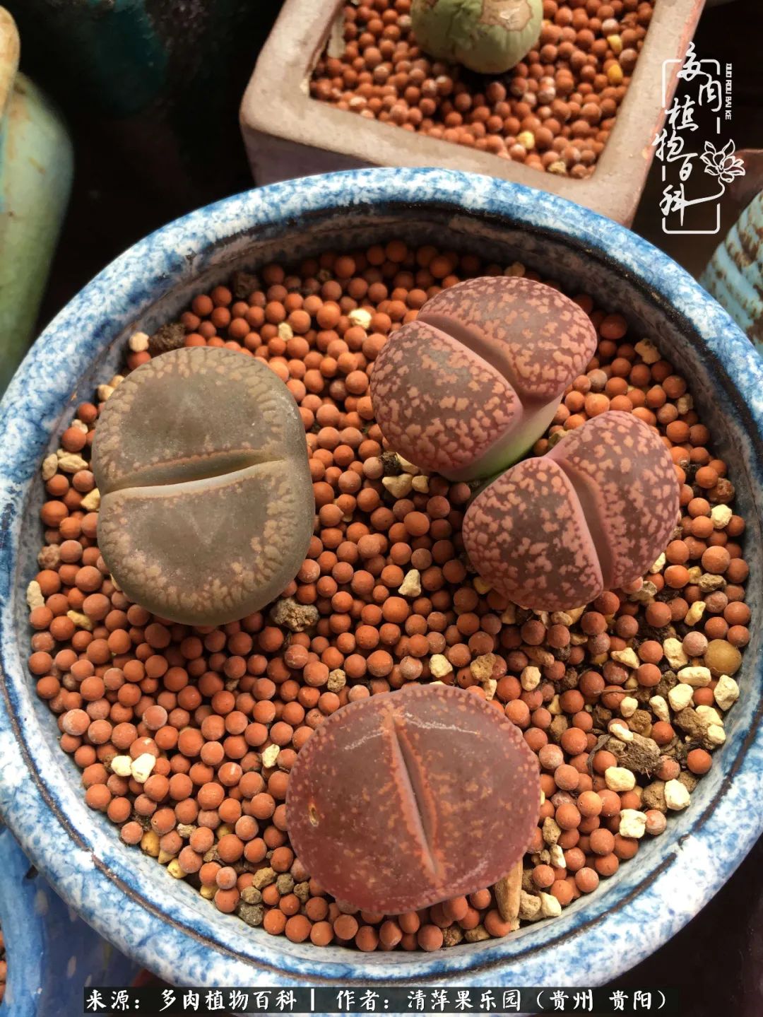 生石花庭院,晶莹剔透的生石花