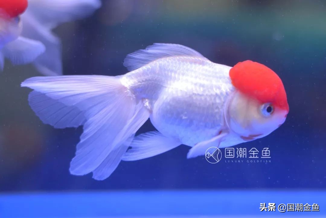 老北京鱼盆养苔过程图片,老北京鱼盆快速出苔