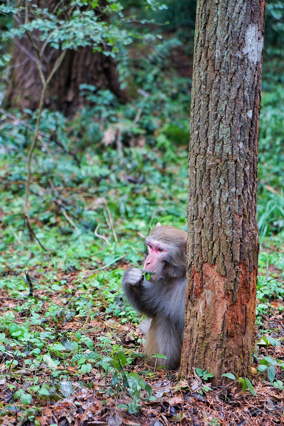 张家界雪季攻略,冬天湖南张家界攻略