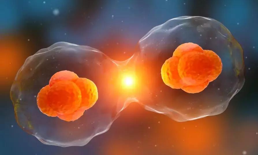 快速好孕妙招，四种方法确认排卵期