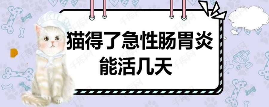 猫猫得了急性肠胃炎能吃猫条不,猫急性肠胃炎打什么针
