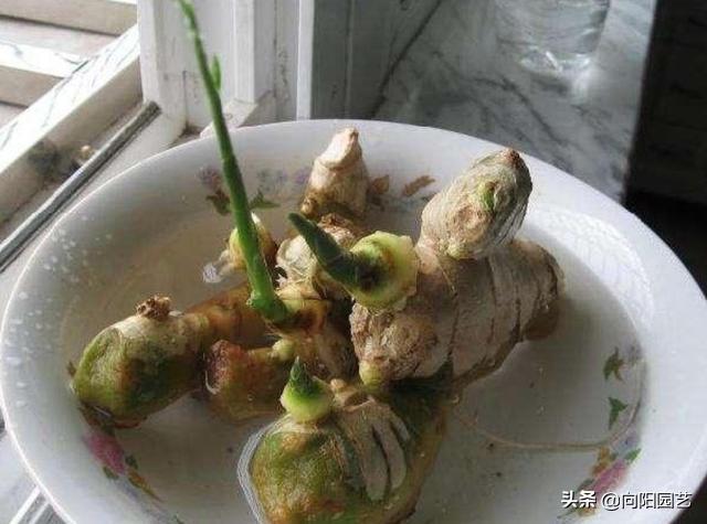 家里沙土种生姜如何施肥,阳台种植生姜用什么水肥