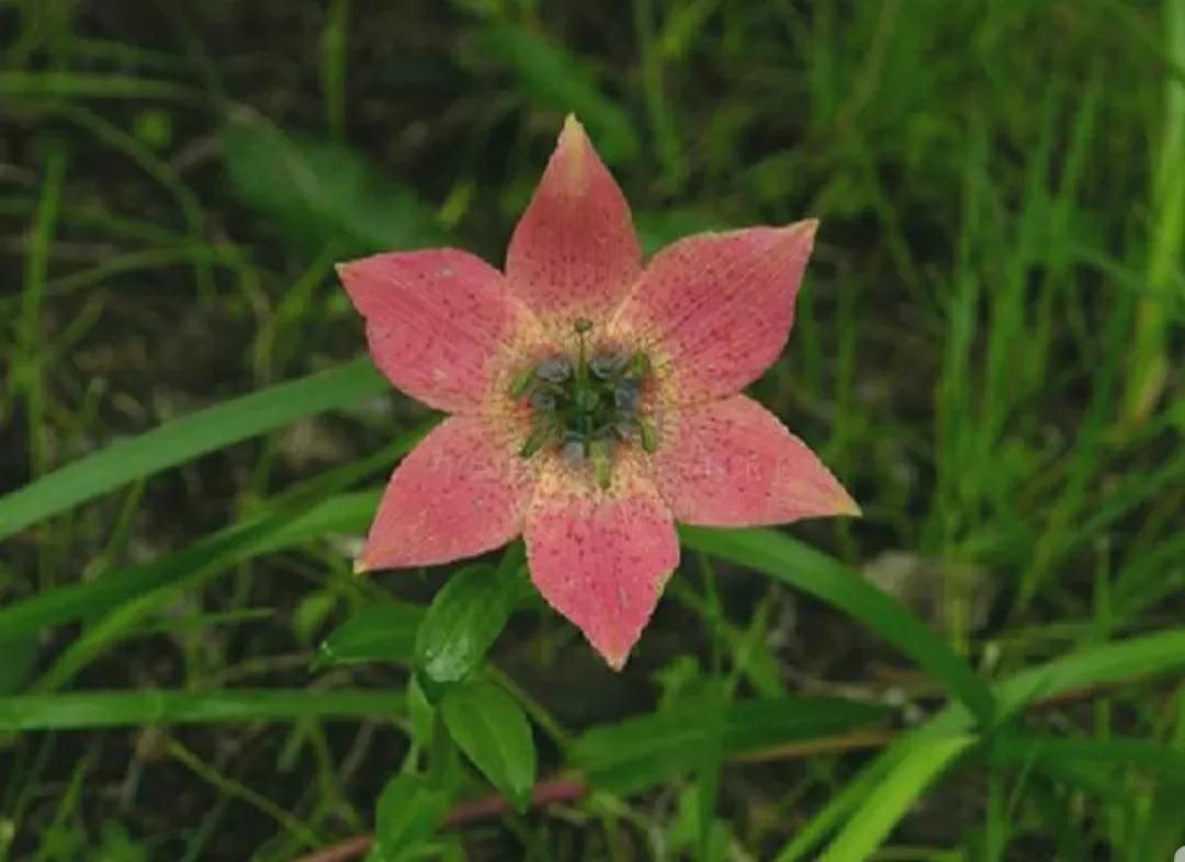 芳踪难觅濒危花！清新治愈篇：沙漠高原是吾家，豹子花的春天来了