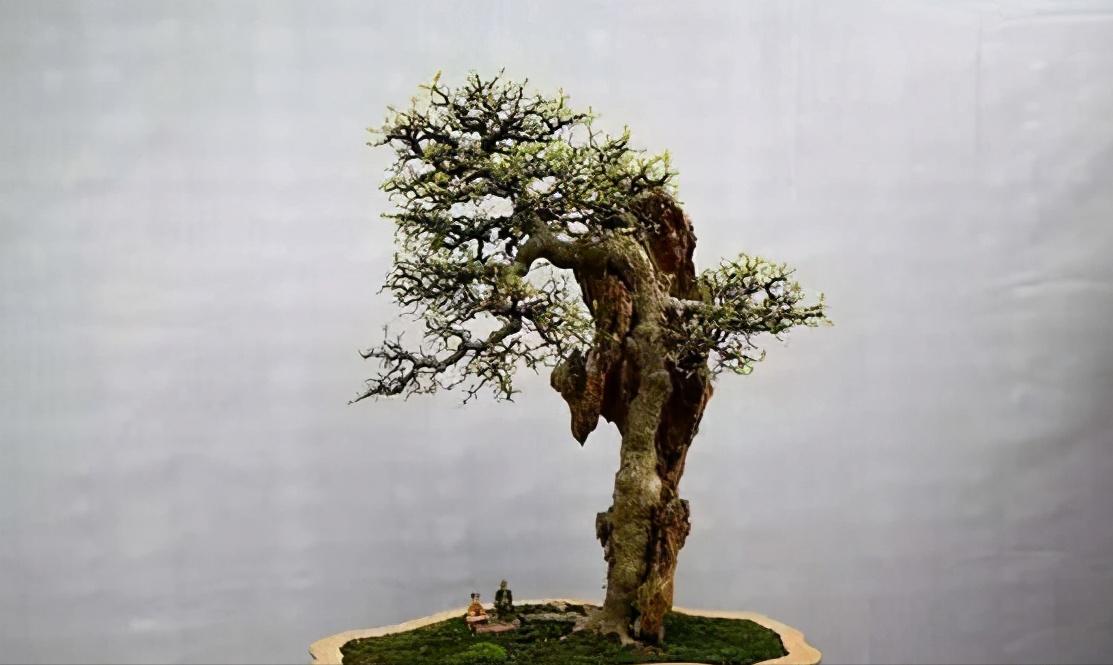 朴树下山桩上盆后如何裁枝,朴树适合种什么盆景