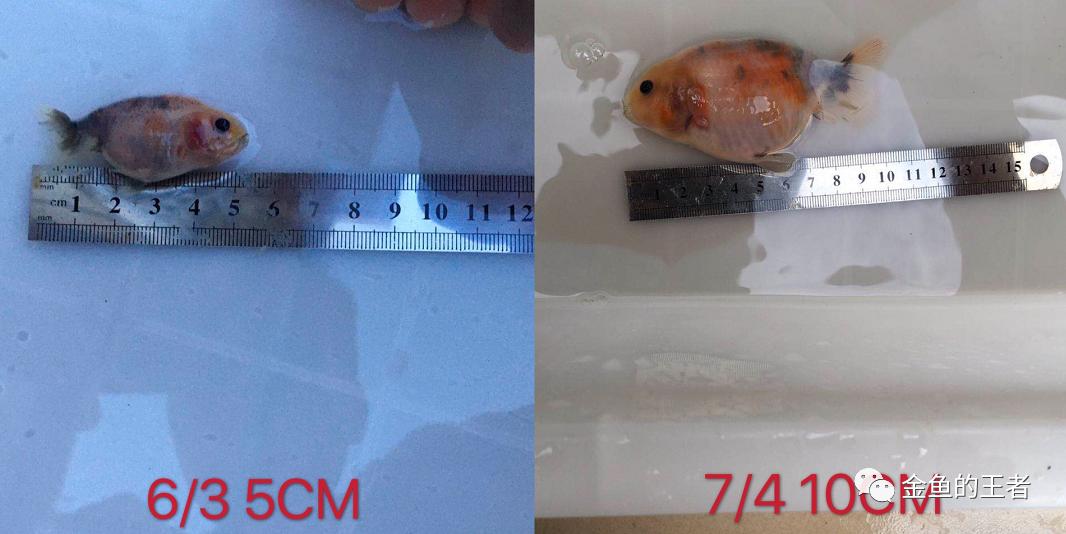 养功考试1个月，20条鱼的前后成长对比，变化太惊艳了