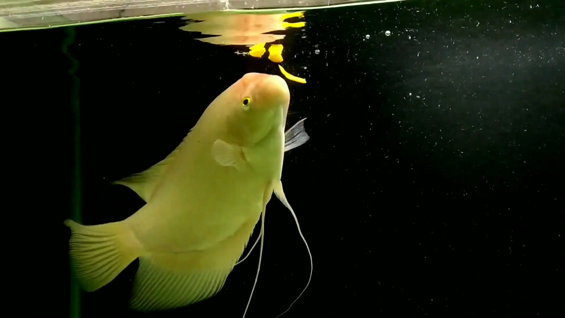 招财鱼怎么养才能长得快些,招财鱼怎么养才能更旺盛