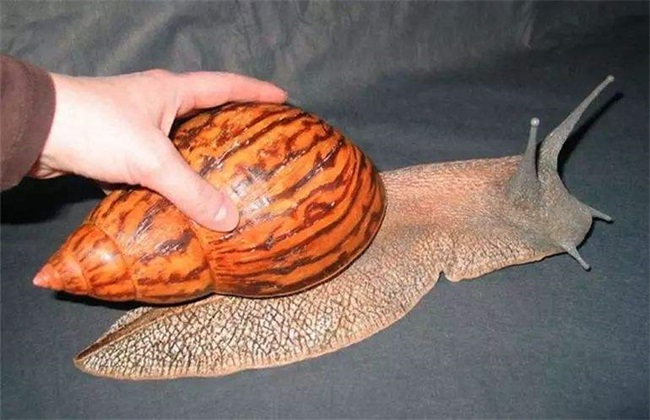 非洲人爱吃的大蜗牛，为何在我国泛滥也无人敢吃？这是有教训的