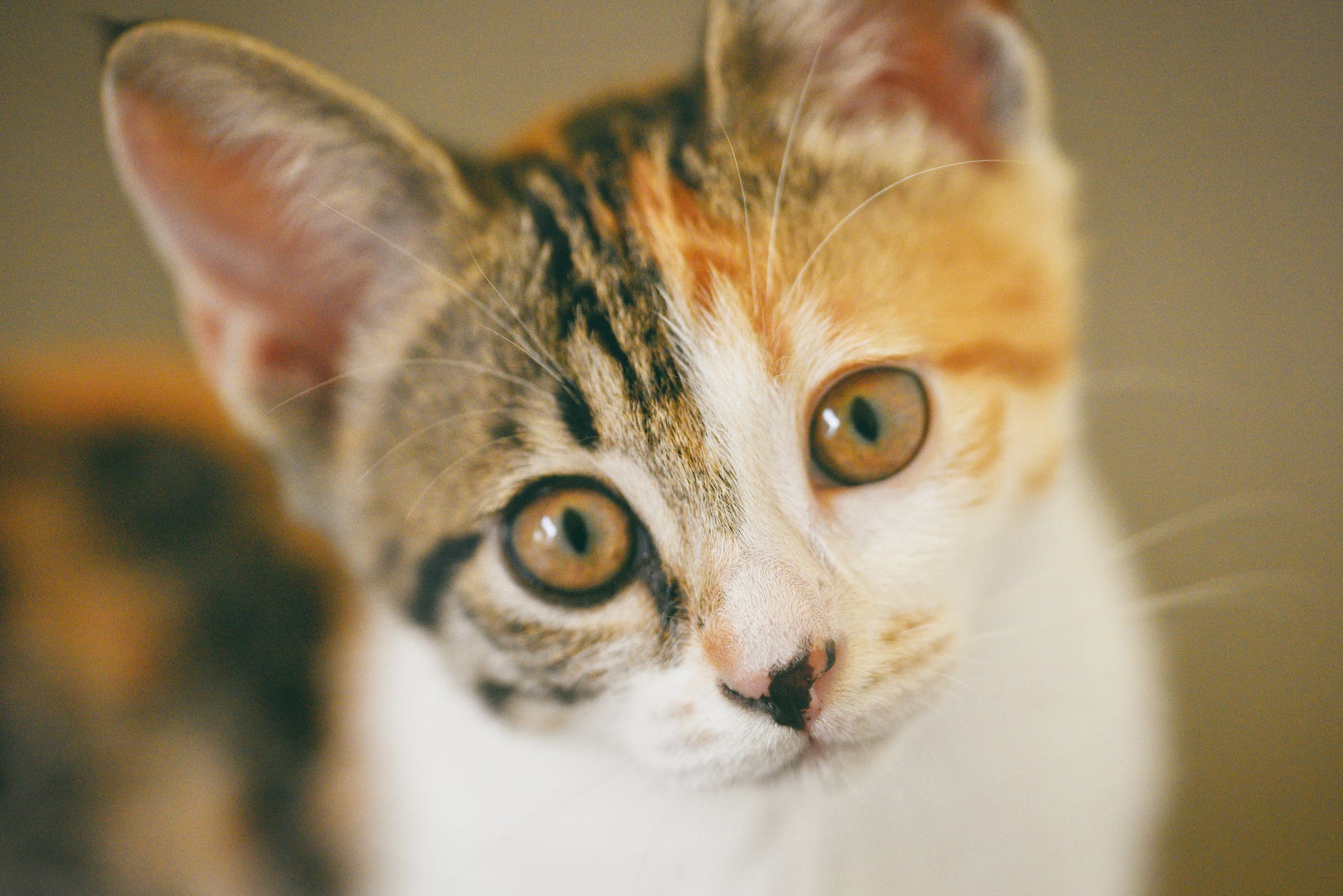猫每年打疫苗都过敏是真疫苗吗,猫咪打完疫苗什么是过敏反应