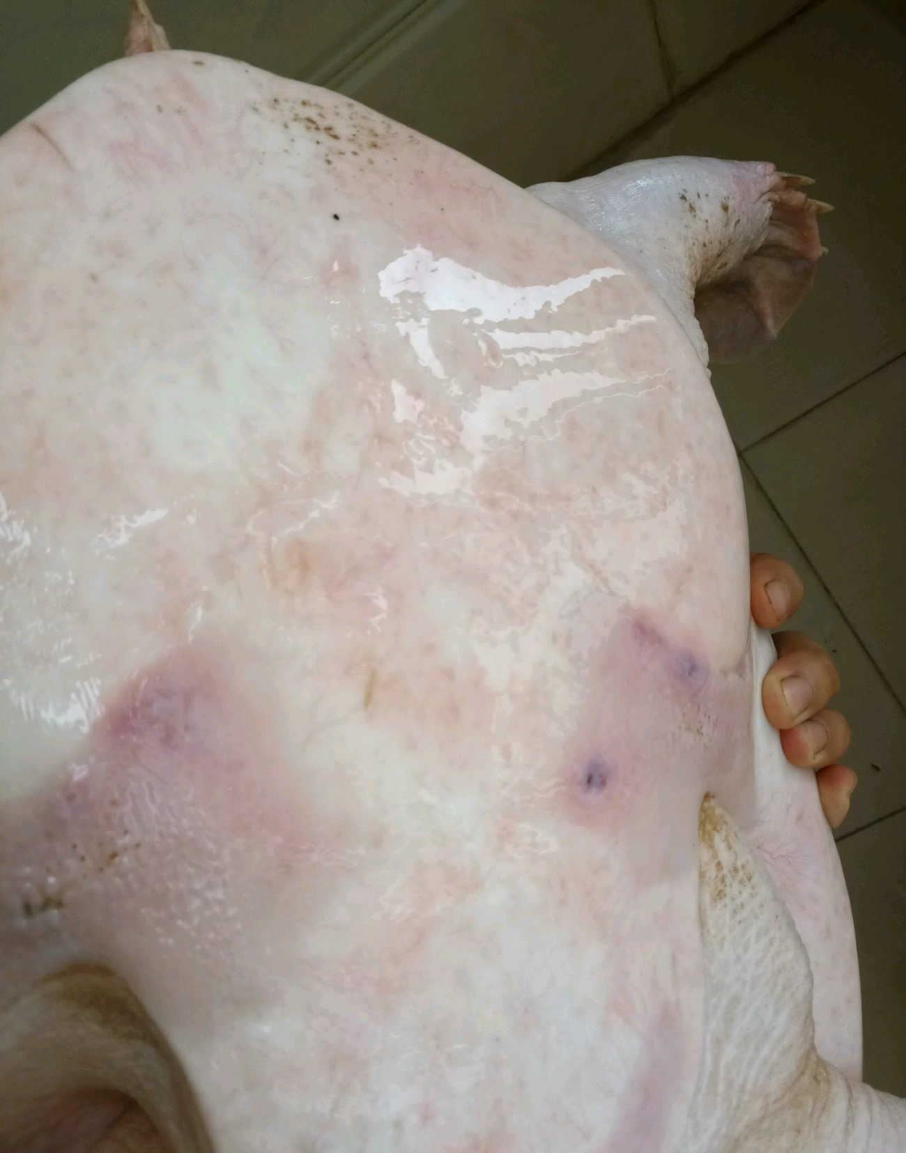 钓友钓鳖,野钓钓到野生老鳖