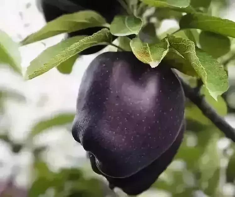 水果界新晋“网红”大盘点，2019年水果圈不为人知的赚钱新商机