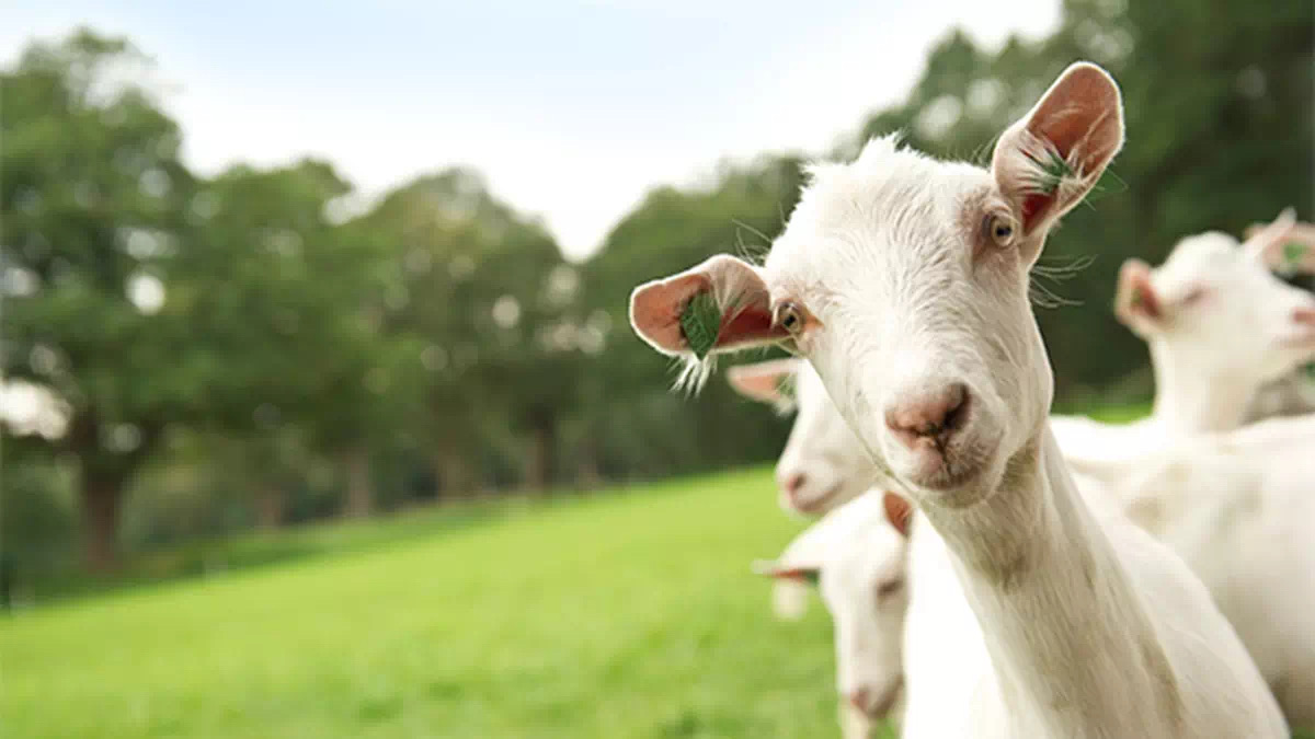新国标羊奶口碑最好的前十名,羊奶品牌排行榜蓓康僖