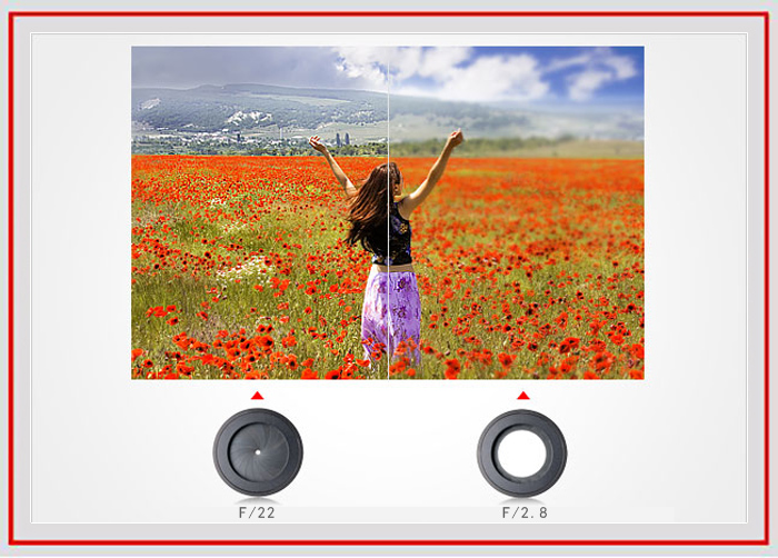 拍摄花卉的景深有哪些方法,如何运用和控制花卉摄影的景深