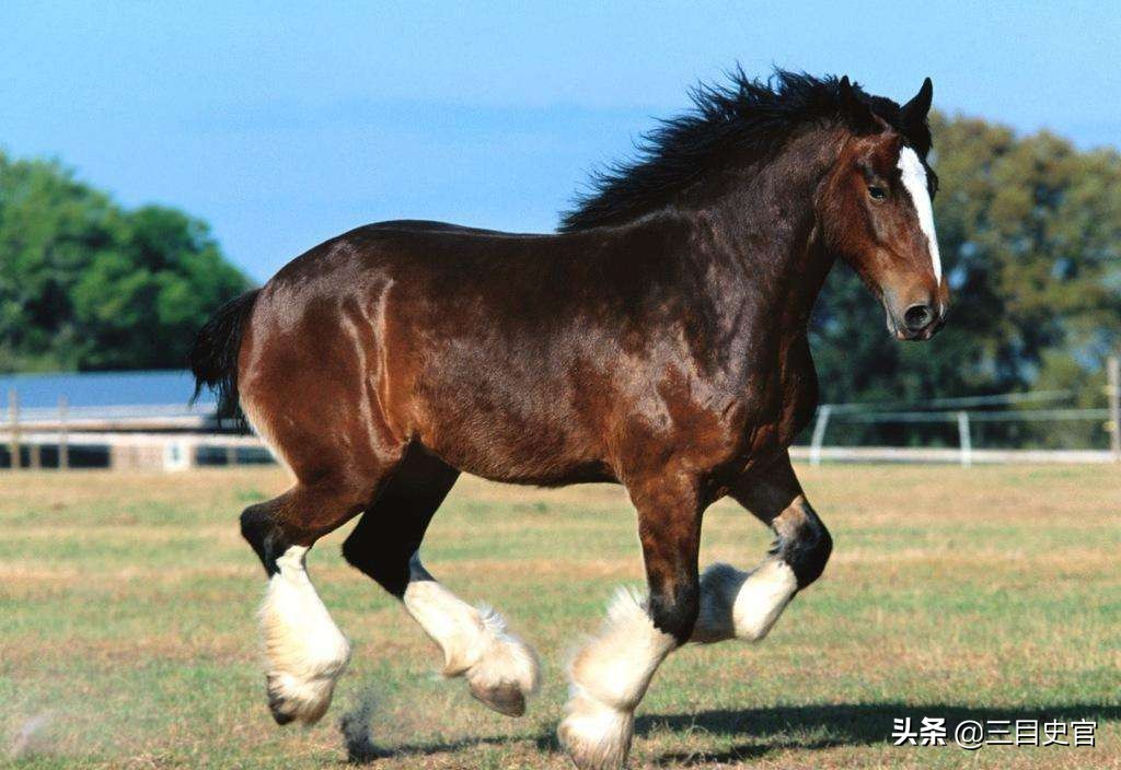 中国汗血宝马起源,我国现在还有纯正的汗血宝马吗