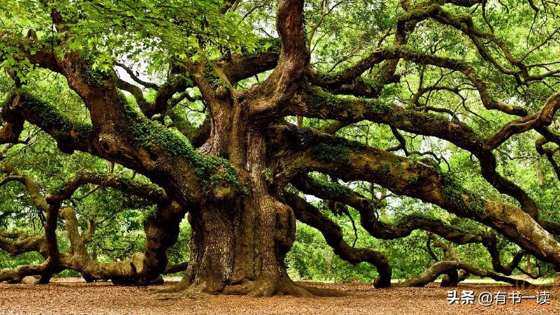 致橡树舒婷是什么诗的代表人物,适合舒婷致橡树的朗诵背景音乐