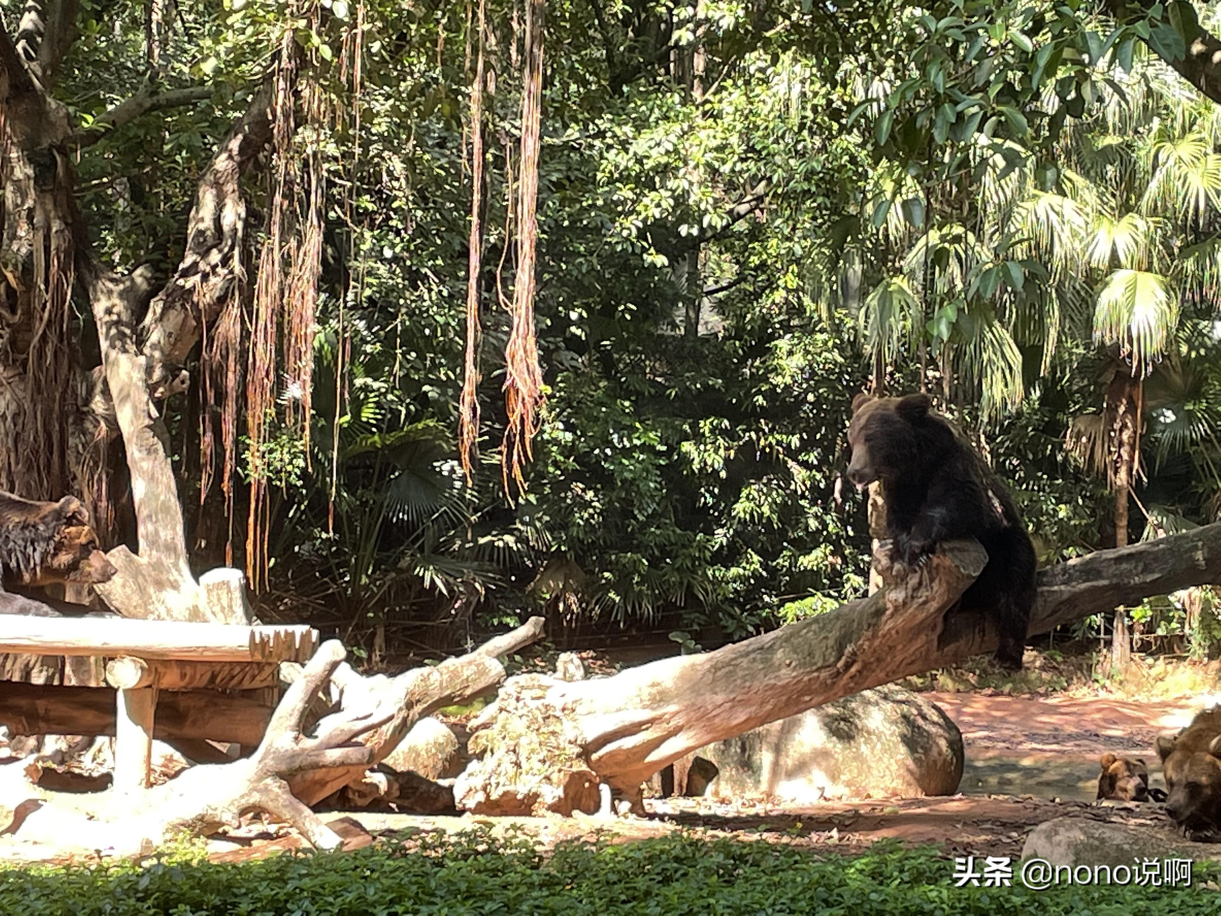广州长隆野生动物园亲子旅游攻略,11月广州长隆野生动物园游玩攻略