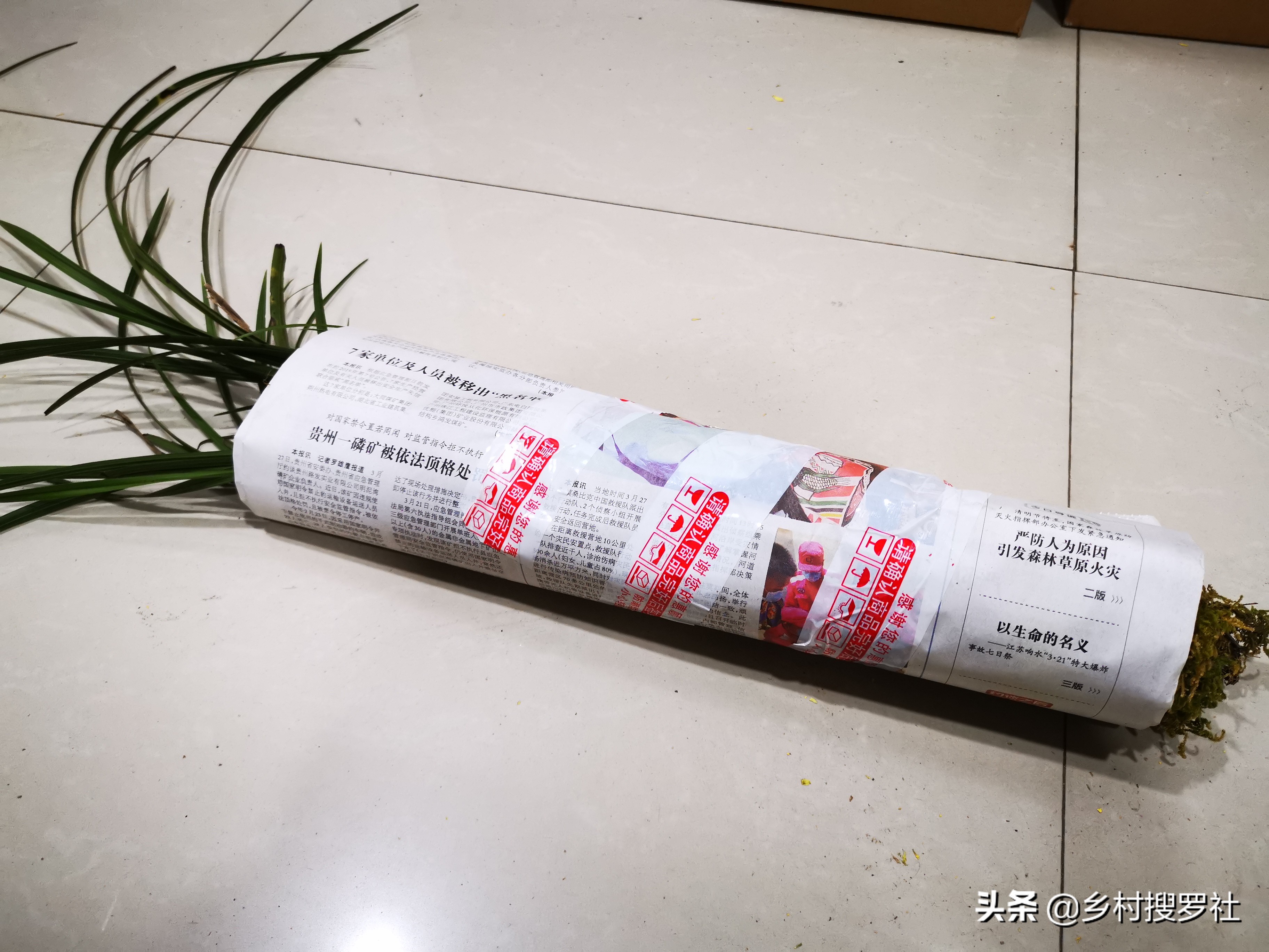 文殊兰移栽怎么判断成活,大叶兰怎样培育