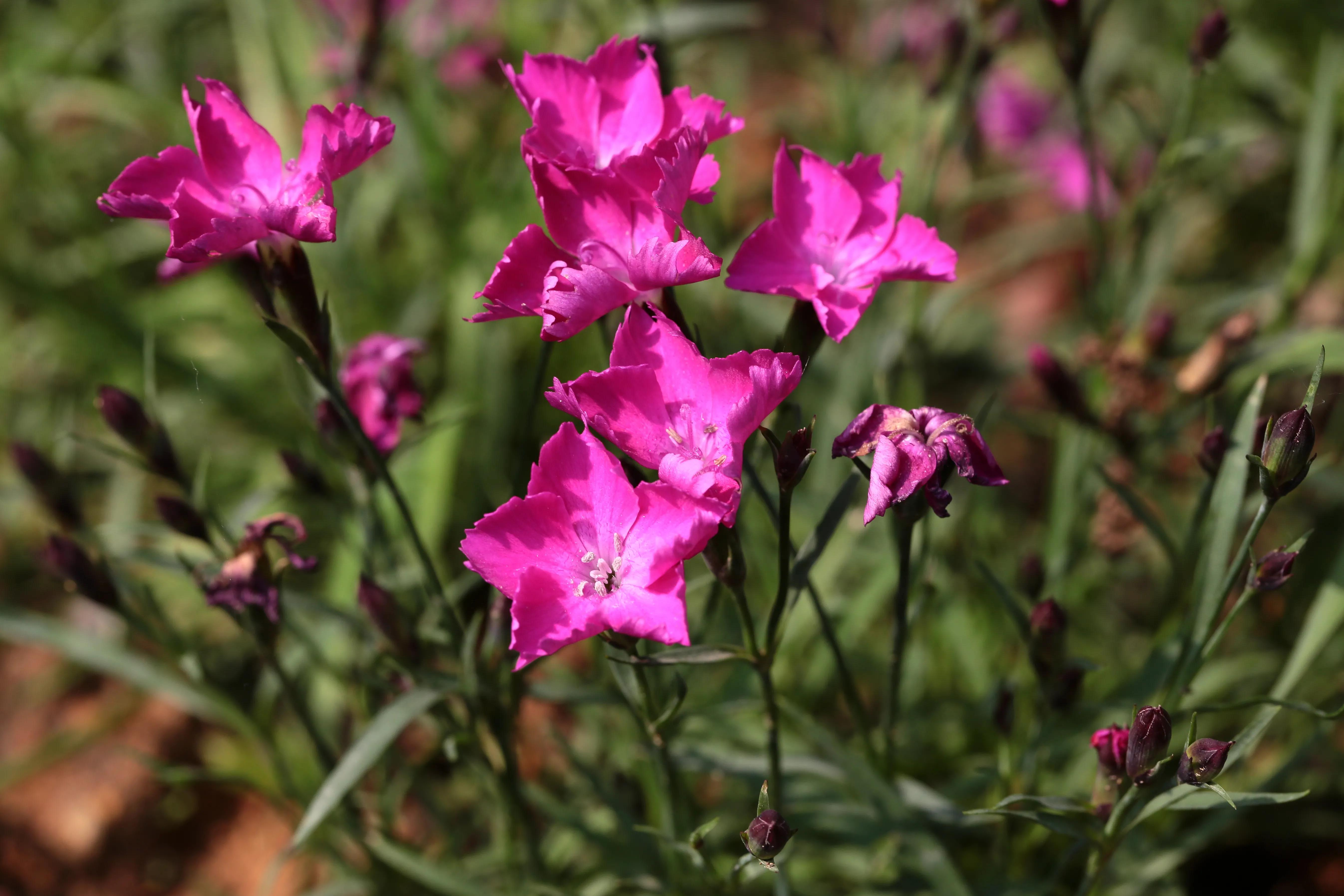 西溪湿地花朝节花草集（2）