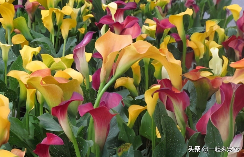 此花花色繁多有淡香味易养易成活,此花一年四季开花不断