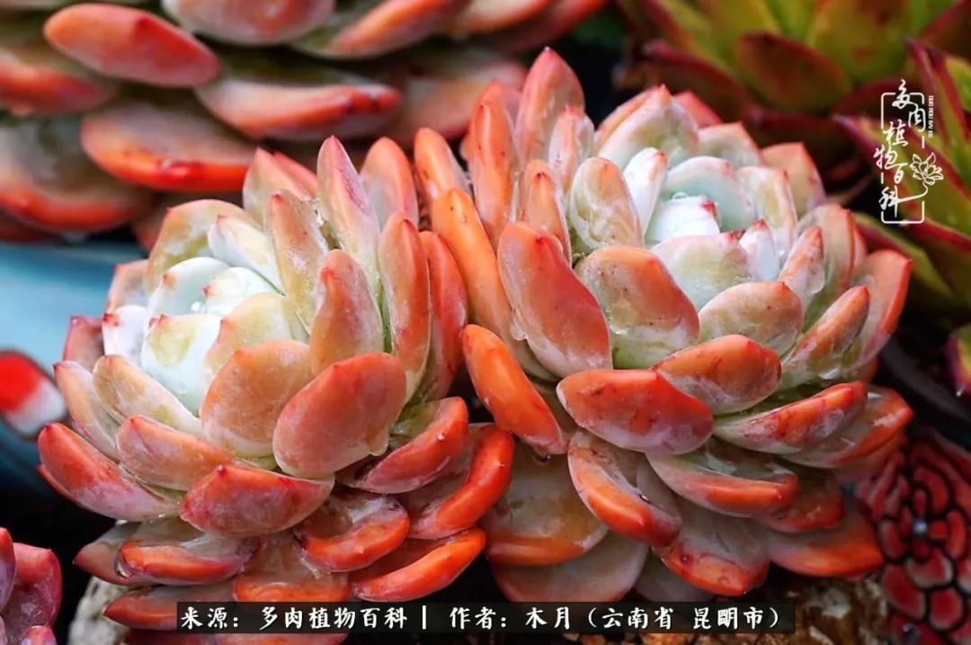 浅冬多肉，终有美好在等候