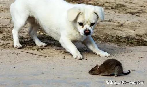 狗拿耗子多管闲事多此一举,狗拿耗子究竟是不是管闲事