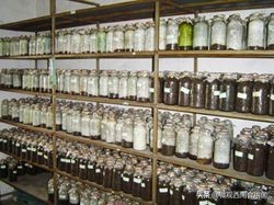 大田种大球盖菇如何冬季出菇,大球盖菇栽培技术分析图