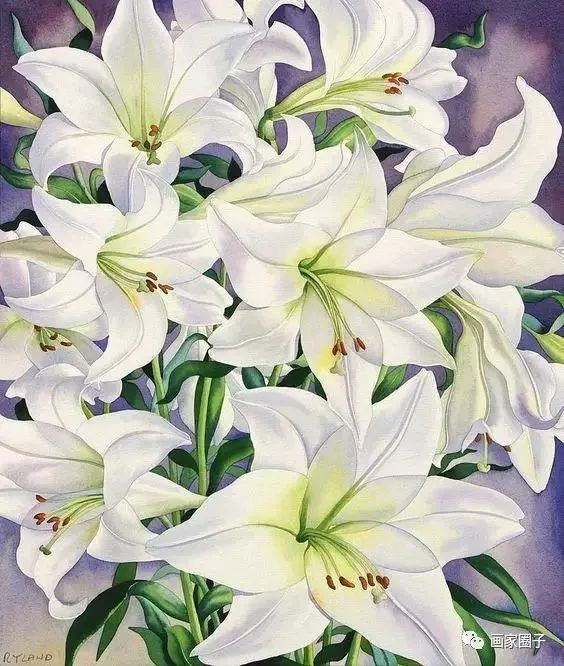 100种漂亮花卉图片,100张漂亮花图