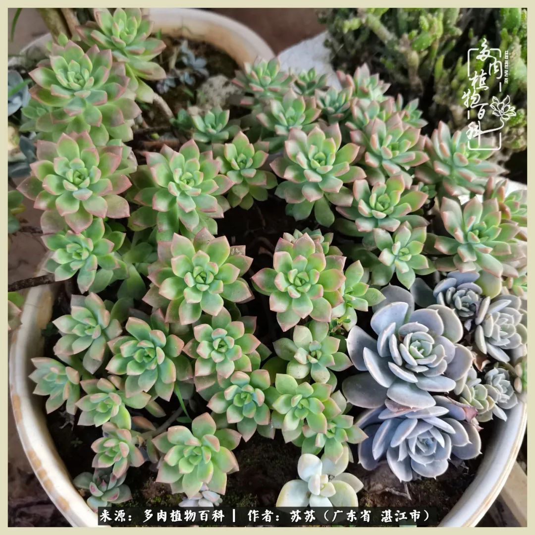 不要辜负与多肉的美好时光,多肉可以给人岁月静好的感觉