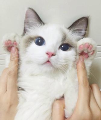 刚养猫怎么防止猫咪抓人,刚到家的小猫喜欢咬人