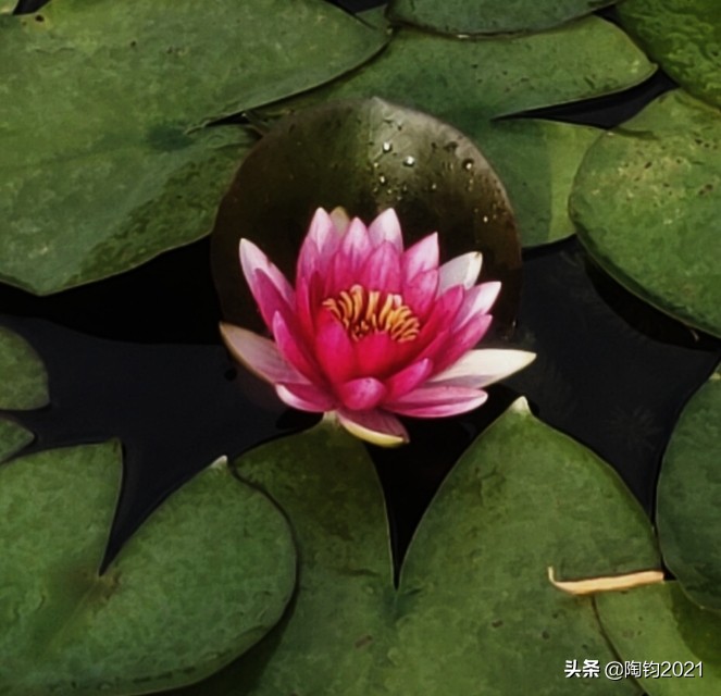 33幅荷花摄影作品欣赏,荷花摄影欣赏大全