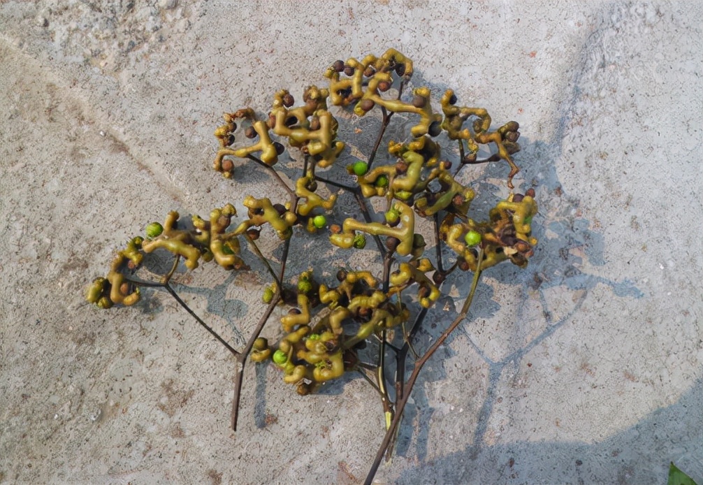 拐枣的形状与价值,拐枣骨鸡爪