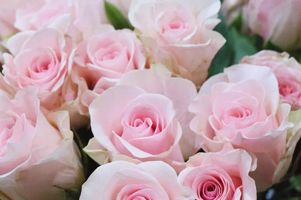 花店必备的5款玫瑰,花店常用的10款玫瑰花是哪些品种