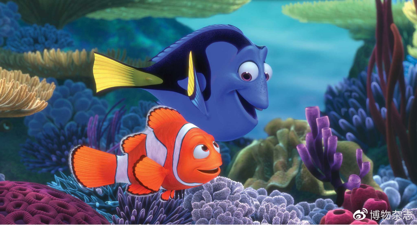 海藻鱼缸造景教程,自制小型热带雨林砂鱼缸造景