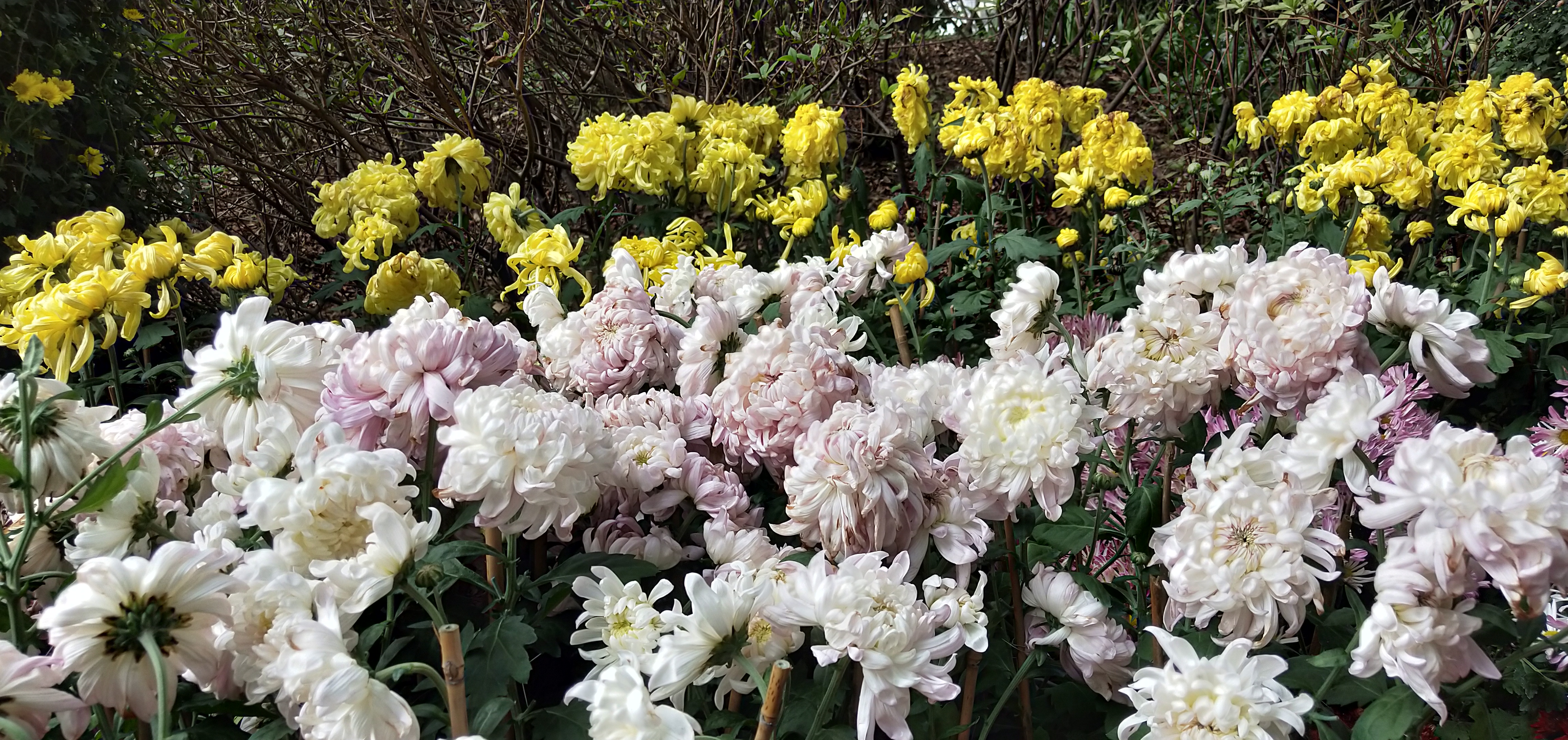 东湖公园菊花花展时间2021,深圳东湖荷节花展