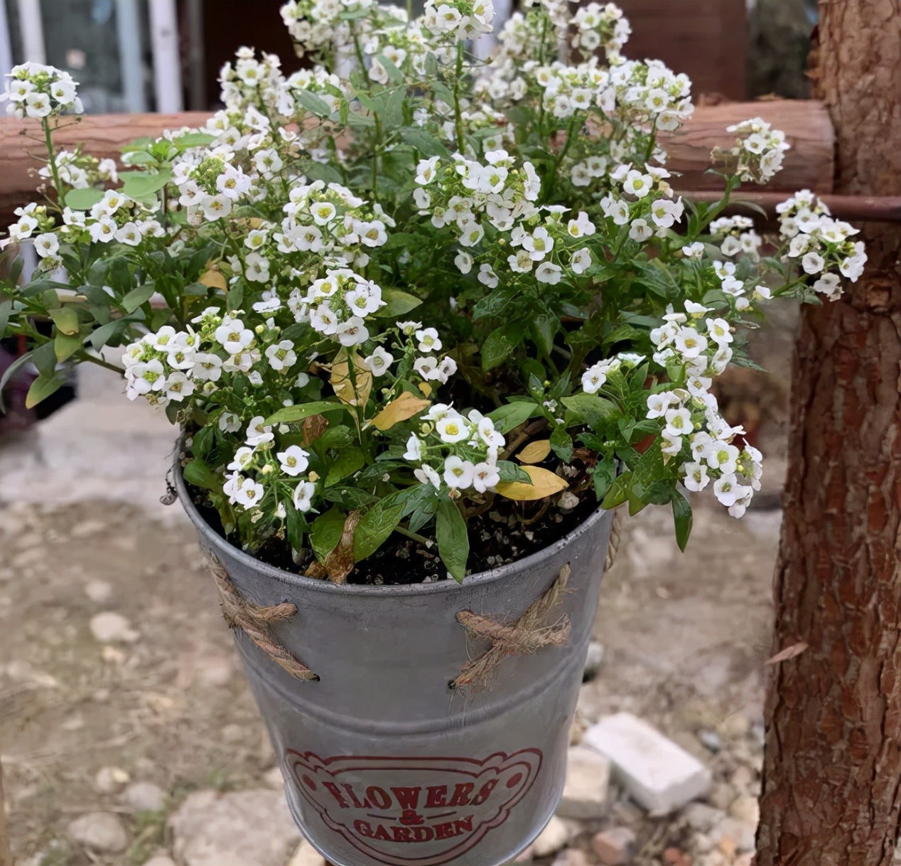 什么香水花最香最好养,好闻好养适合在卧室养的香水花
