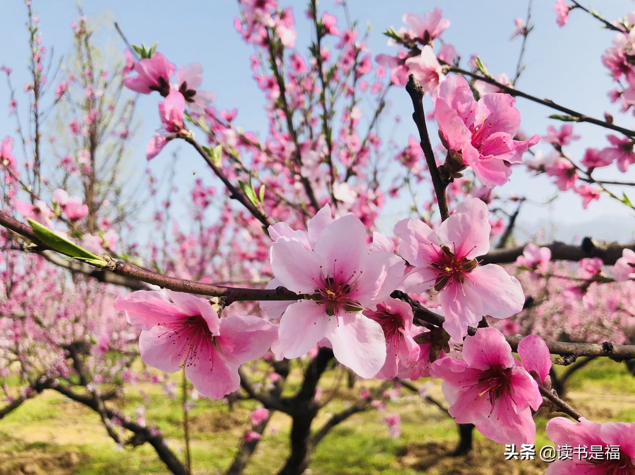 李白春夜宴从弟桃花园序原文赏析,春夜宴桃花园序唐李白意思